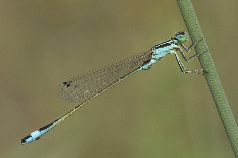 Piccola libellula
